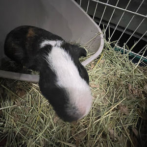 Meet your Posher, Garvey